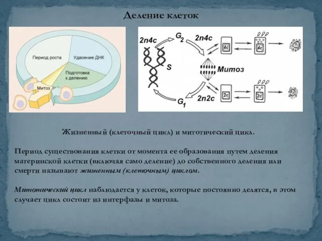 Деление клеток Жизненный (клеточный цикл) и митотический цикл. Период существования