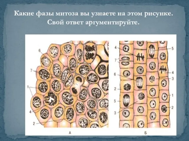 Какие фазы митоза вы узнаете на этом рисунке. Свой ответ аргументируйте.