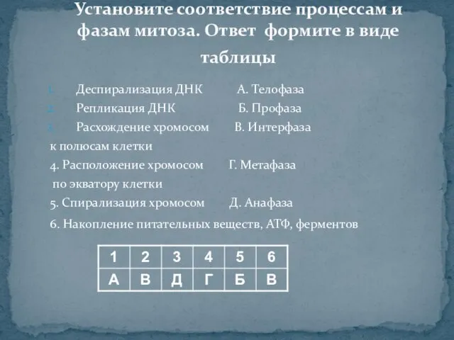 Установите соответствие процессам и фазам митоза. Ответ формите в виде