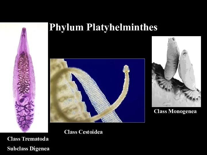 Phylum Platyhelminthes Class Trematoda Subclass Digenea Class Cestoidea Class Monogenea