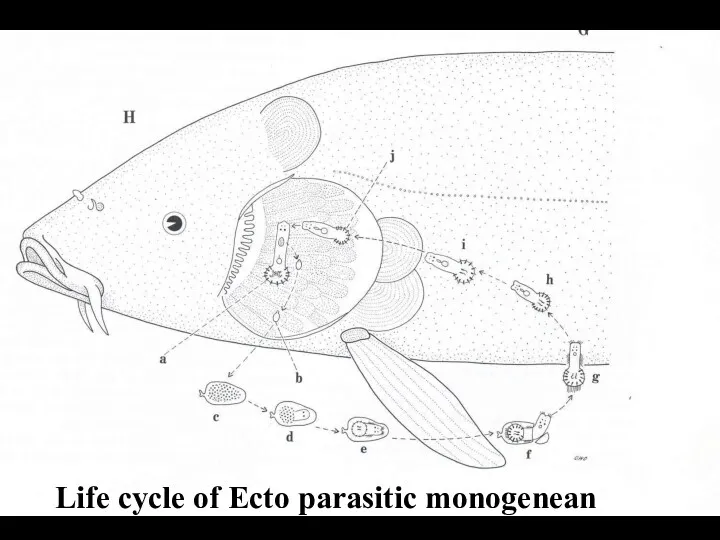 Life cycle of Ecto parasitic monogenean