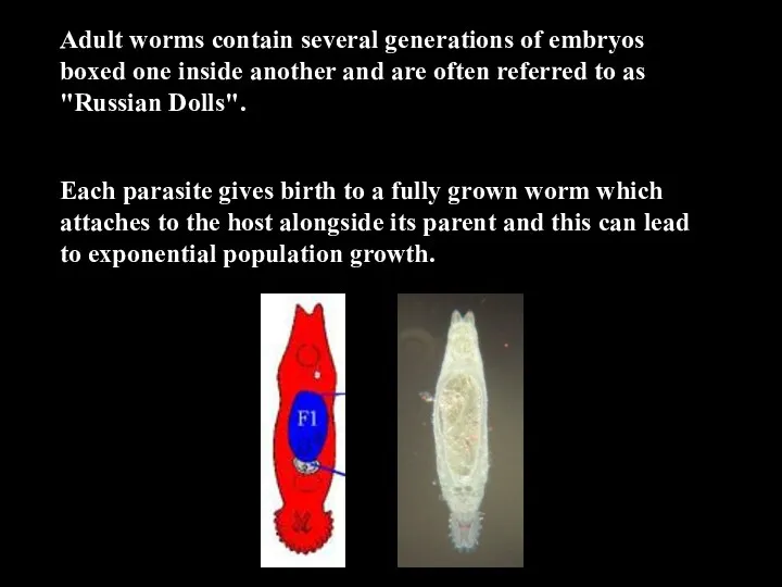 Adult worms contain several generations of embryos boxed one inside