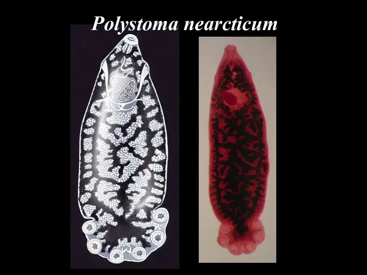 Polystoma nearcticum