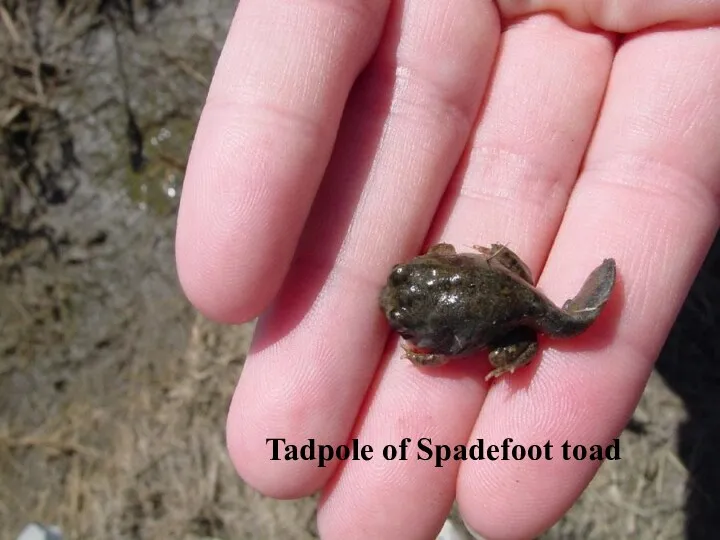 Tadpole of Spadefoot toad