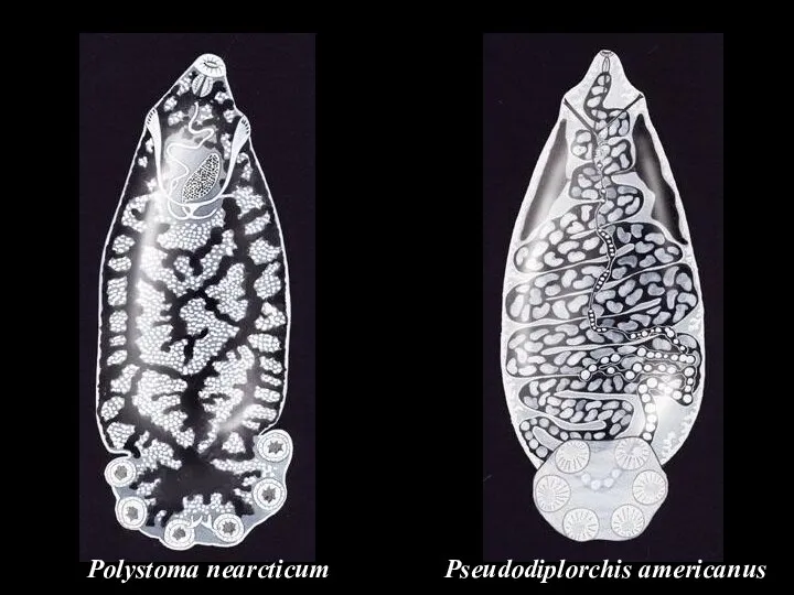 Pseudodiplorchis americanus Polystoma nearcticum