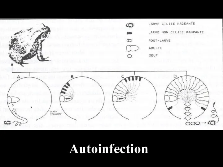 Autoinfection