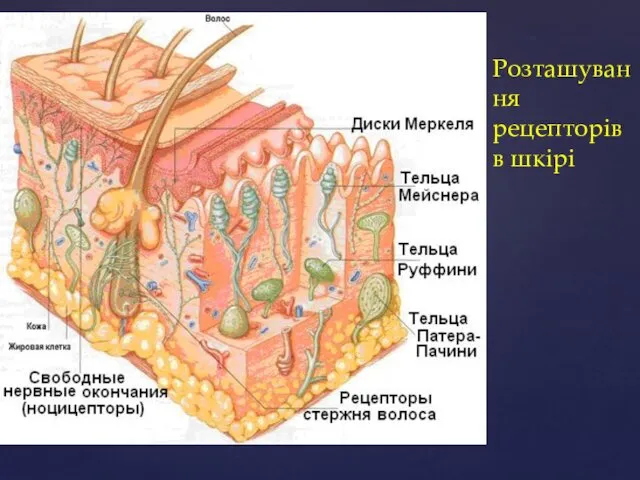 Розташування рецепторів в шкірі