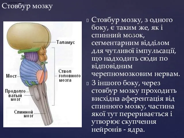 Стовбур мозку Стовбур мозку, з одного боку, є таким же,