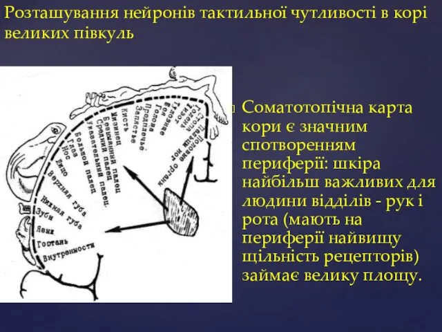 Розташування нейронів тактильної чутливості в корі великих півкуль Соматотопічна карта