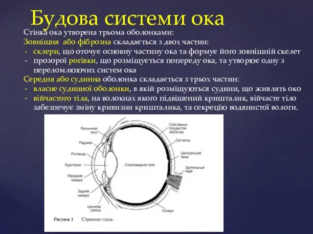 Будова системи ока Стінка ока утворена трьома оболонками: Зовнішня або