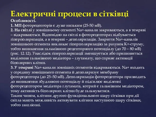 Електричні процеси в сітківці Особливості. 1. МП фоторецепторів є дуже