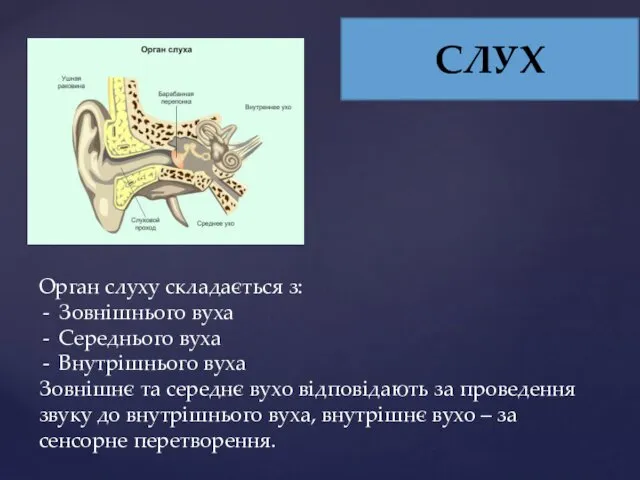 СЛУХ Орган слуху складається з: Зовнішнього вуха Середнього вуха Внутрішнього