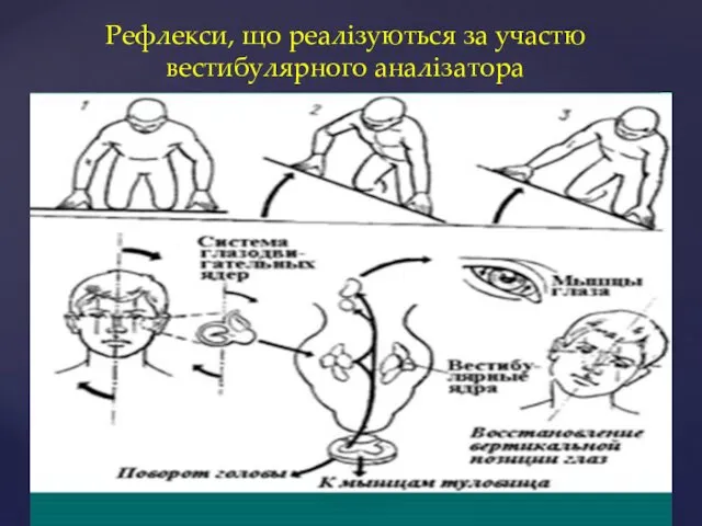 Рефлекси, що реалізуються за участю вестибулярного аналізатора