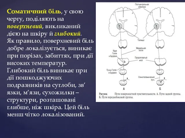 Соматичний біль, у свою чергу, поділяють на поверхневий, викликаний дією