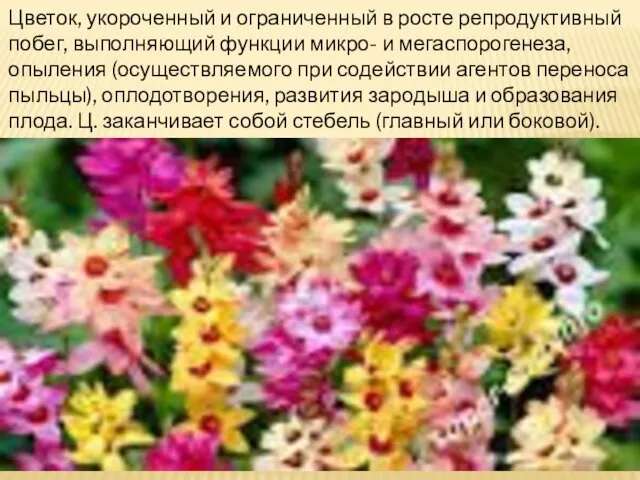 Цветок, укороченный и ограниченный в росте репродуктивный побег, выполняющий функции