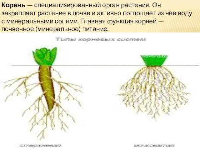 Корень — специализированный орган растения. Он закрепляет растение в почве и активно поглощает