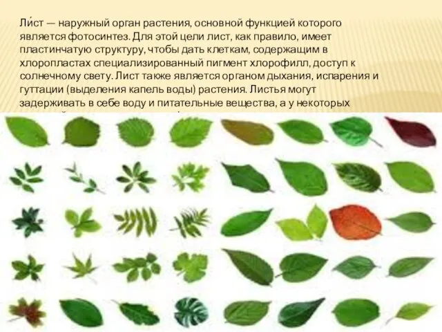 Ли́ст — наружный орган растения, основной функцией которого является фотосинтез. Для этой цели