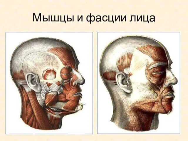 Мышцы и фасции лица