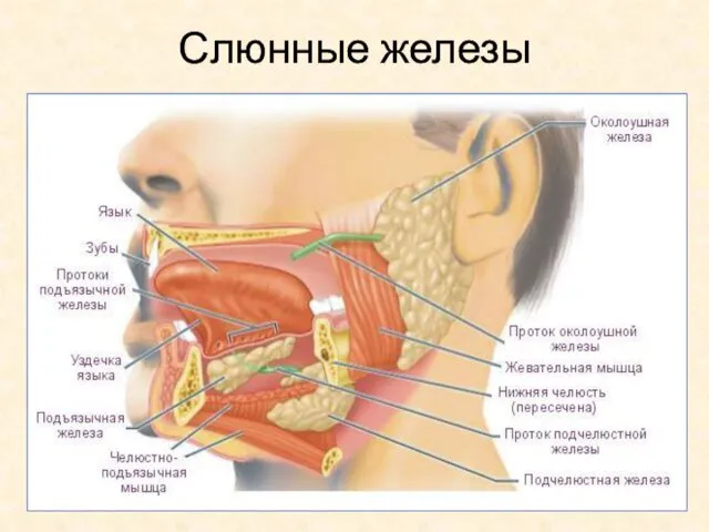 Слюнные железы