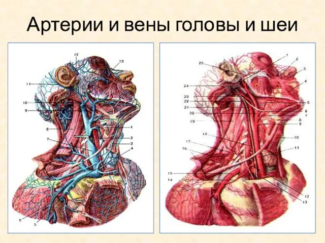 Артерии и вены головы и шеи