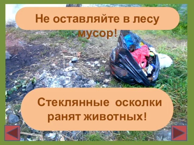 Не оставляйте в лесу мусор! Стеклянные осколки ранят животных!