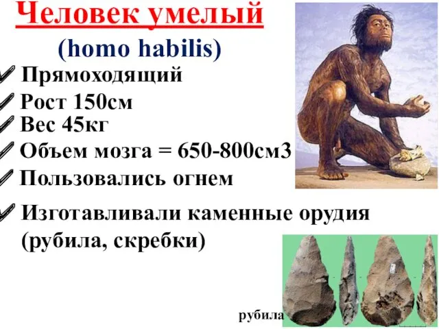 Человек умелый (homo habilis) Прямоходящий Рост 150см Объем мозга =