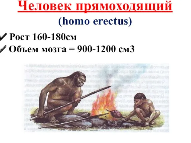 Человек прямоходящий (homo erectus) Рост 160-180см Объем мозга = 900-1200 см3