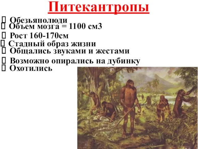 Питекантропы Обезьянолюди Объем мозга = 1100 см3 Рост 160-170см Стадный