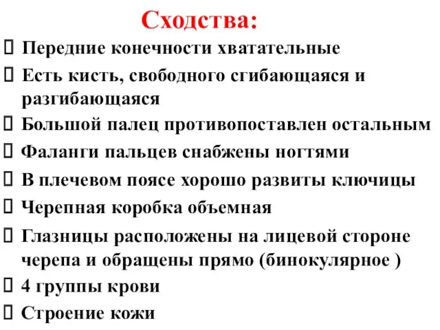 Сходства: Передние конечности хватательные Есть кисть, свободного сгибающаяся и разгибающаяся