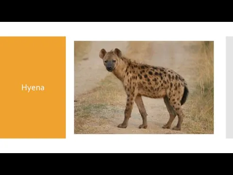 Hyena