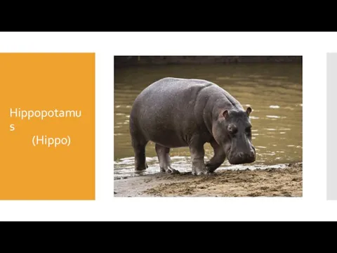 Hippopotamus (Hippo)