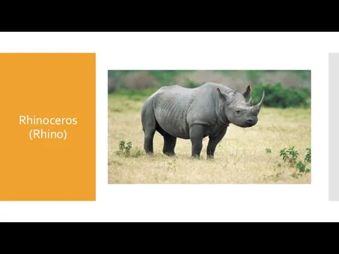 Rhinoceros (Rhino)