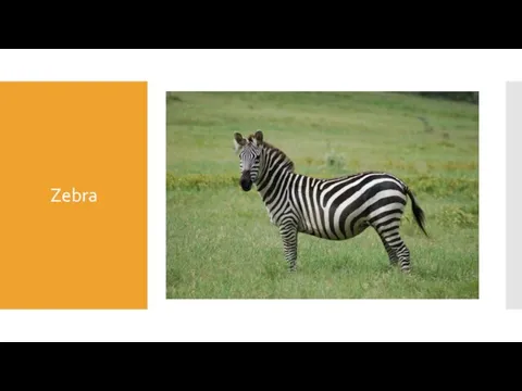 Zebra