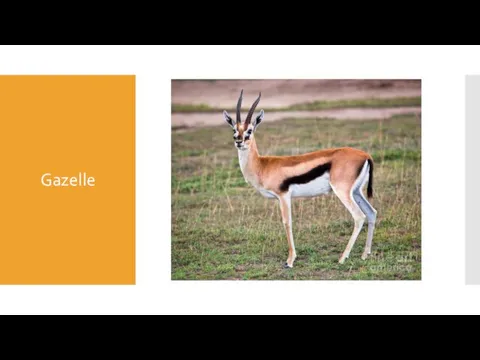 Gazelle