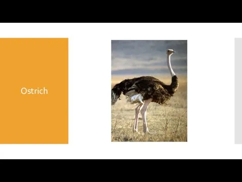 Ostrich