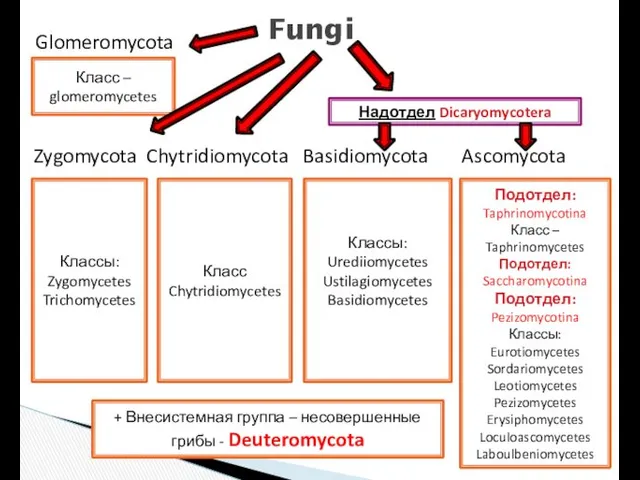 Zygomycota Chytridiomycota Basidiomycota Ascomycota Fungi Классы: Zygomycetes Trichomycetes Класс Chytridiomycetes Классы: Urediiomycetes Ustilagiomycetes