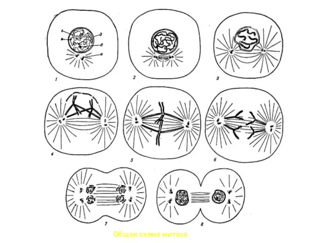 Общая схема митоза