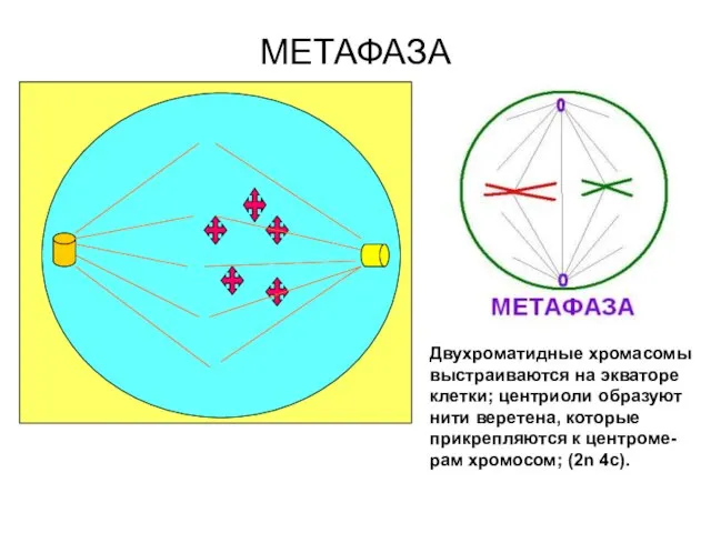 МЕТАФАЗА Двухроматидные хромасомы выстраиваются на экваторе клетки; центриоли образуют нити