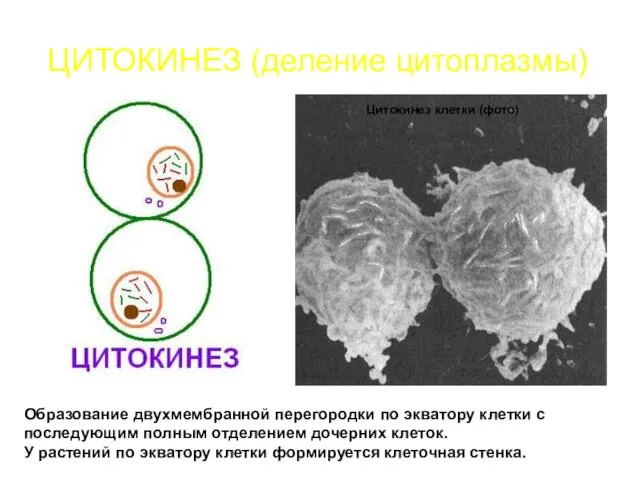 ЦИТОКИНЕЗ (деление цитоплазмы) Образование двухмембранной перегородки по экватору клетки с