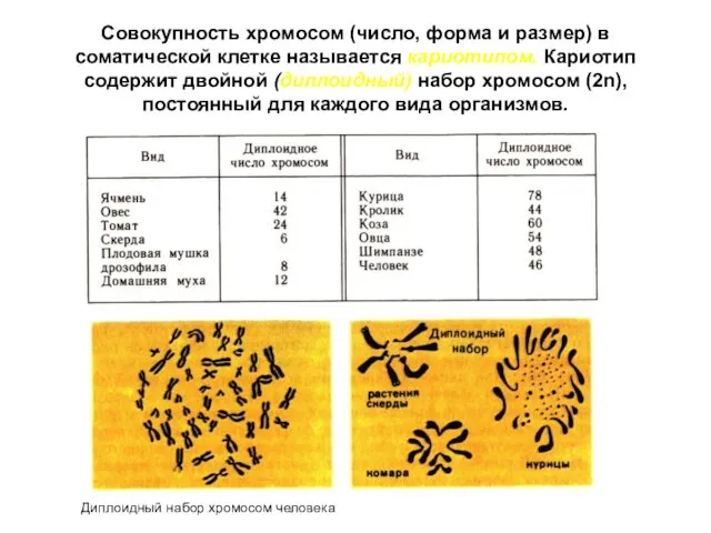 Совокупность хромосом (число, форма и размер) в соматической клетке называется