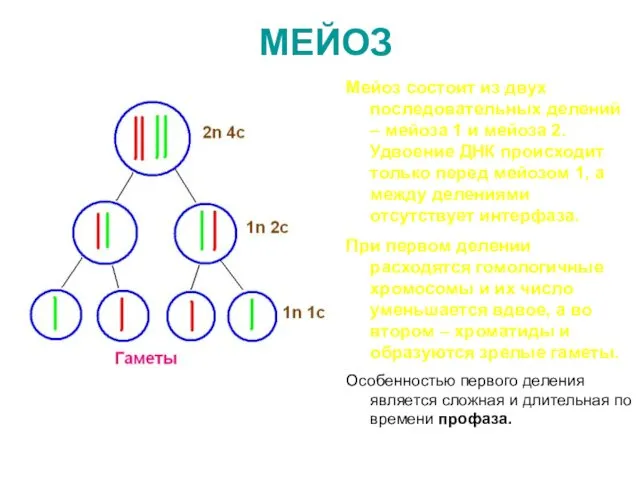 МЕЙОЗ Мейоз состоит из двух последовательных делений – мейоза 1