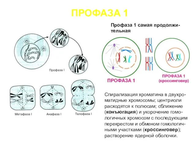 ПРОФАЗА 1 Профаза 1 самая продолжи-тельная Спирализация хроматина в двухро-матидные