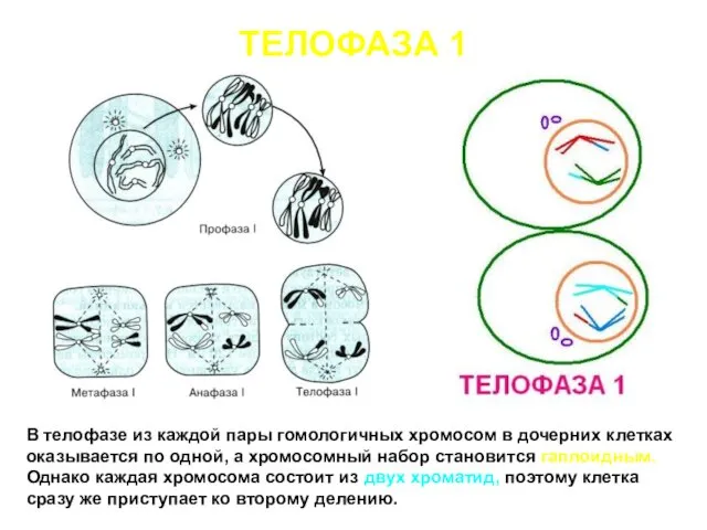 ТЕЛОФАЗА 1 В телофазе из каждой пары гомологичных хромосом в