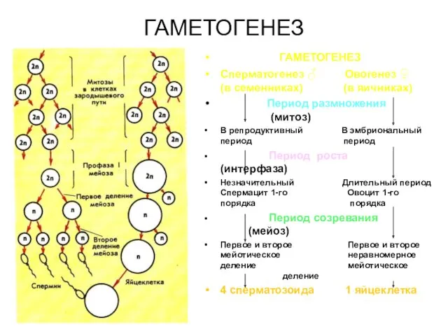 ГАМЕТОГЕНЕЗ ГАМЕТОГЕНЕЗ Сперматогенез ♂ Овогенез ♀ (в семенниках) (в яичниках)