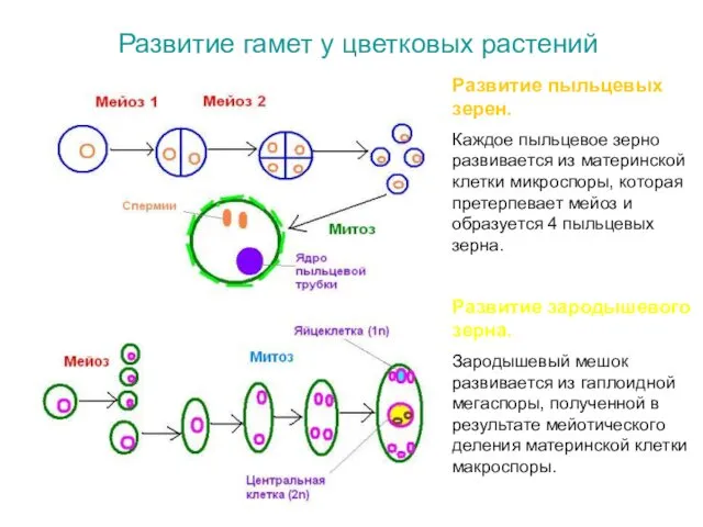 Развитие гамет у цветковых растений Развитие пыльцевых зерен. Каждое пыльцевое