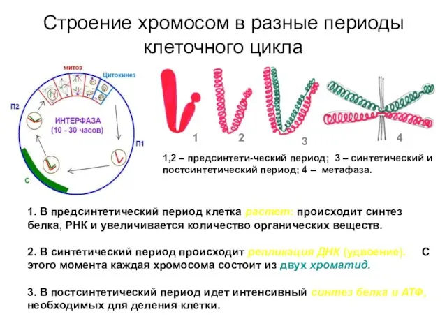 Строение хромосом в разные периоды клеточного цикла 1 2 3