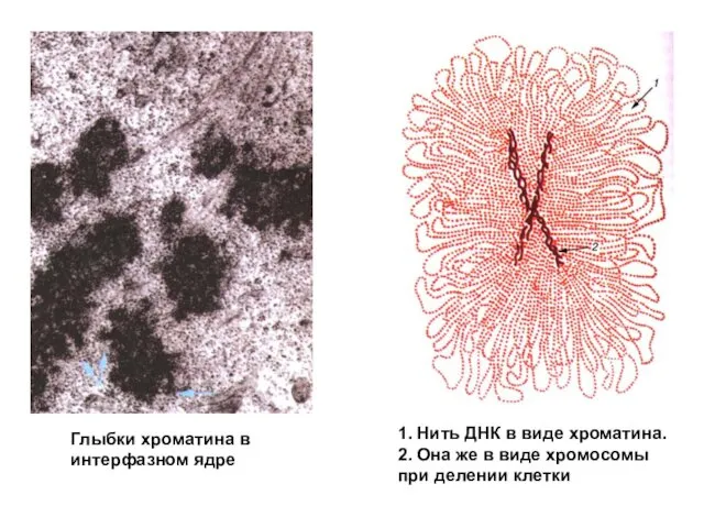 Глыбки хроматина в интерфазном ядре 1. Нить ДНК в виде