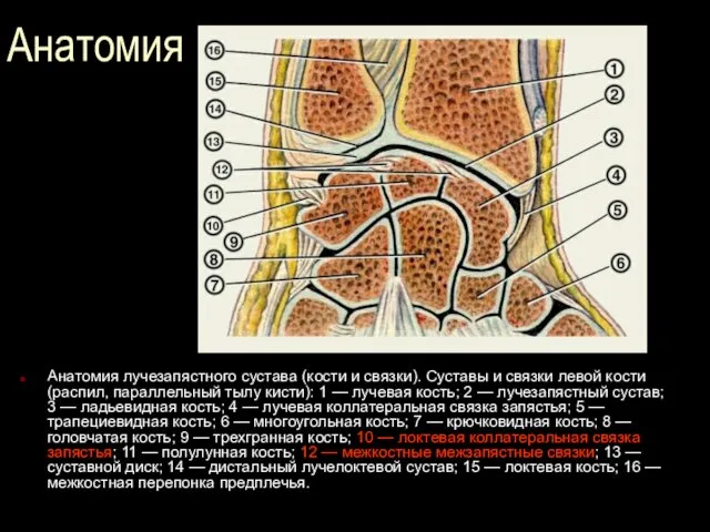 Анатомия Анатомия лучезапястного сустава (кости и связки). Суставы и связки