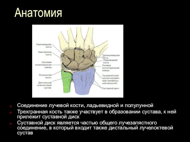 Анатомия Соединение лучевой кости, ладьевидной и полулунной Трехгранная кость также