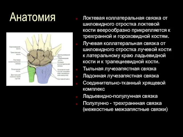 Анатомия Локтевая коллатеральная связка от шиловидного отростка локтевой кости веерообразно